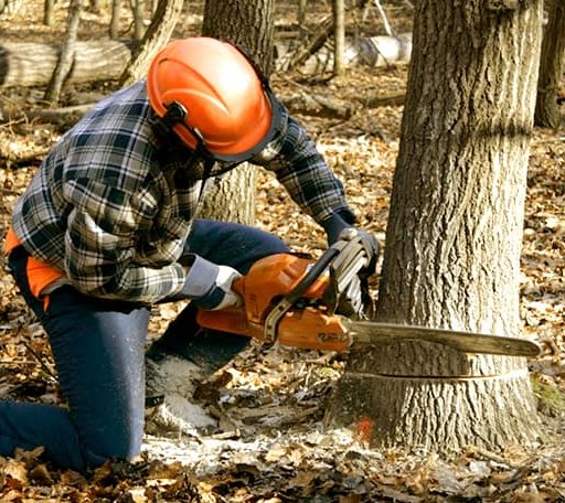 Tree Removal in Kingston, IL